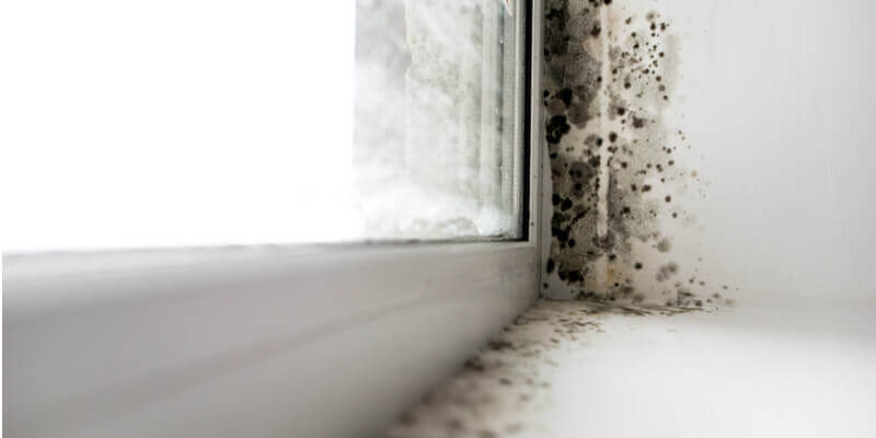 mouldy window