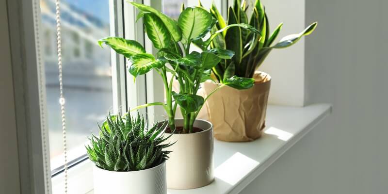 plants on kitchen window sill 